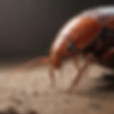 Understanding Cockroach Biology Understanding cockroach biology