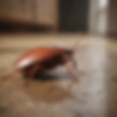 Preventive Measures Against Cockroach Infestations Preventive measures against cockroach infestations