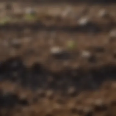 Close-up of soil texture and moisture