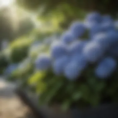 A well-maintained garden featuring various hydrangea varieties under the sun