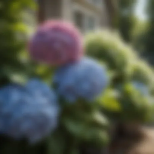 A vibrant display of sun-loving hydrangeas in full bloom