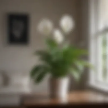 Environmental Stress Symptoms in Peace Lily Environmental stress symptoms in peace lily
