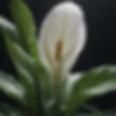 Fungal Infection on Peace Lily Leaves Fungal infection on peace lily leaves