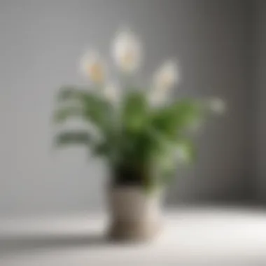 Root Rot in Peace Lily Plant Root rot in peace lily plant