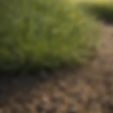 Comparison of different grass seed types suitable for arid climates