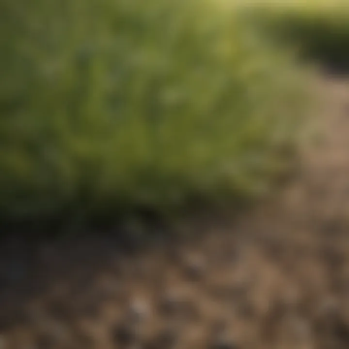 Comparison of different grass seed types suitable for arid climates