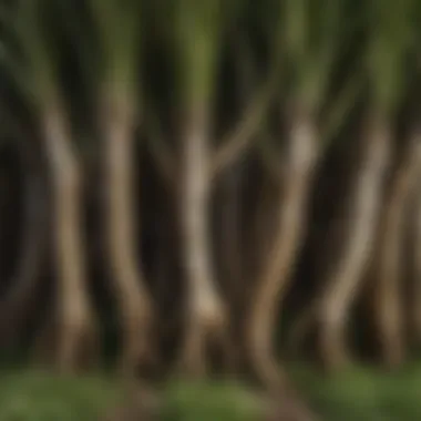 Close-up of healthy grass roots supporting drought tolerance