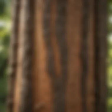 Understanding Bark Textures in Tree Identification Bark textures of common residential trees