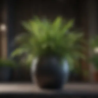 A close-up of a low-maintenance indoor plant.