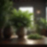 A lush indoor plant arrangement showcasing diverse foliage.