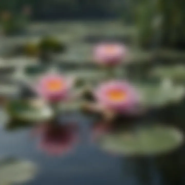 Close-up of water lilies blooming on a tranquil pond surface