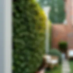 Ivy Fence Screening: Enhancing Privacy and Aesthetic Appeal Introduction