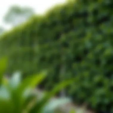 Ivy Fence Screening: Enhancing Privacy and Aesthetic Appeal Summary Ivy Fence Screening: Enhancing Privacy and Aesthetic Appeal Summary