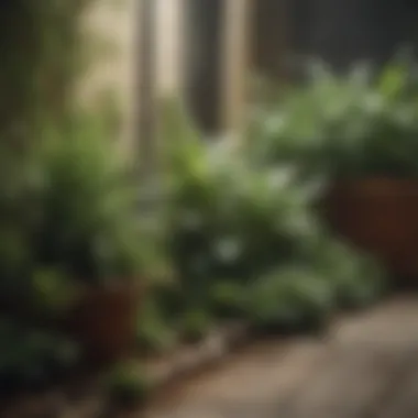 Affordable Plant Selection for Small Gardens A close-up view of cost-effective plants suitable for small outdoor spaces