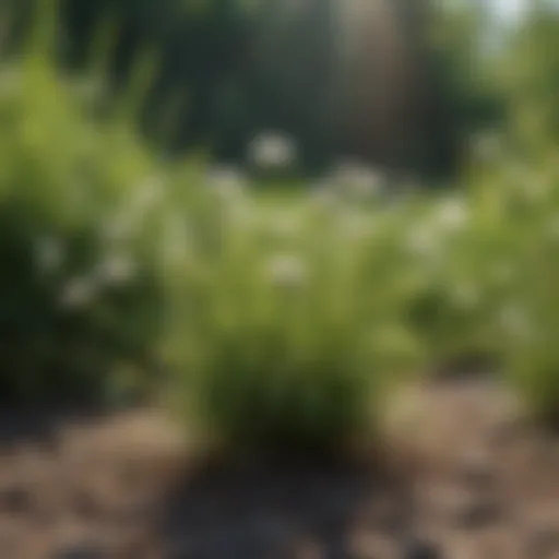 Diverse types of weeds found in a garden