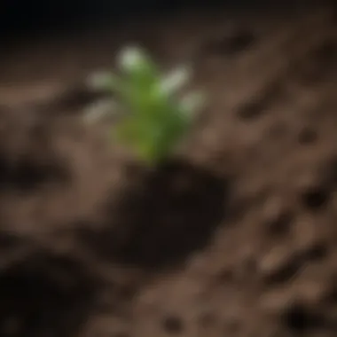 Close-up of rich, healthy soil ready for planting
