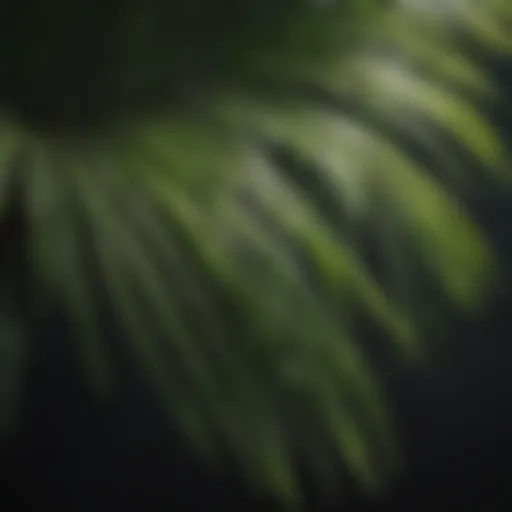 Close-up of pristine palm fronds