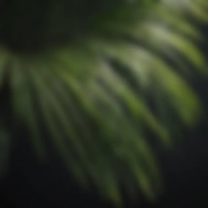 Close-up of pristine palm fronds
