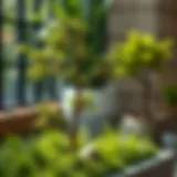 Mini Trees for Landscaping: Cultivating Aesthetic Harmony in Small Spaces Introduction
