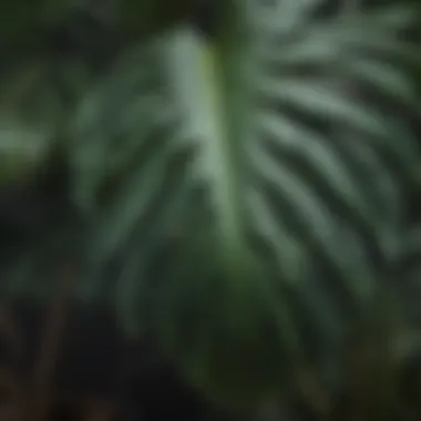 Close-up of a glossy monstera leaf showcasing its unique texture