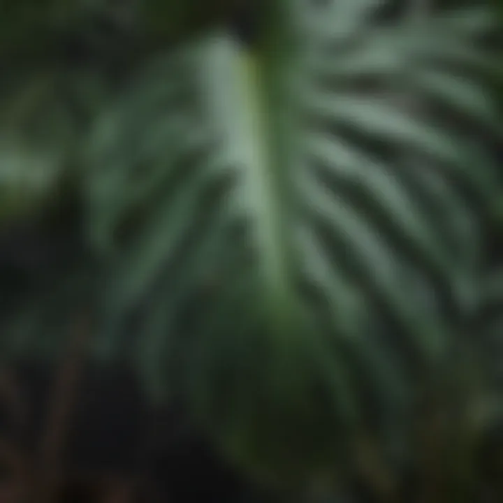 Close-up of a glossy monstera leaf showcasing its unique texture