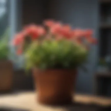 Close-up of flowering plants in pots