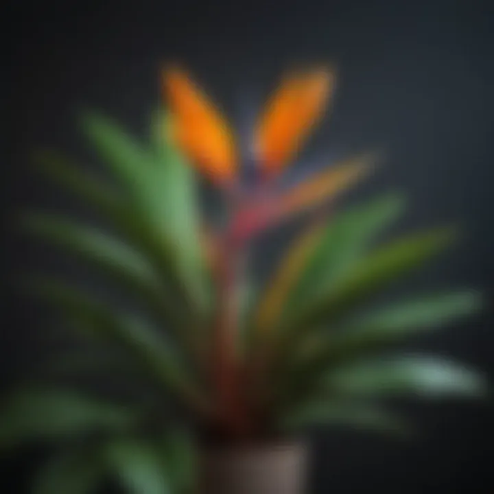 A beautifully potted Bird of Paradise plant showcasing its vibrant leaves.