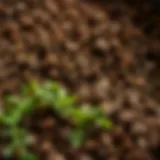 Close-up of rich, loose potting soil ideal for carrots