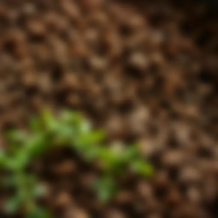 Rich and Loose Potting Soil Close-up of rich, loose potting soil ideal for carrots