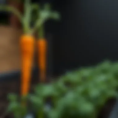 Soil pH Scale for Carrots Visual representation of soil pH scale relevant to carrots