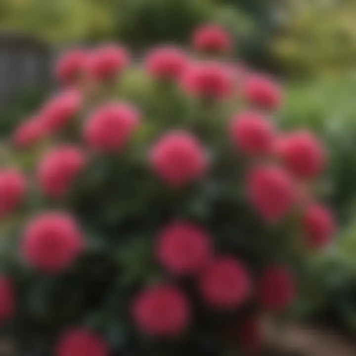 Close-up of a vibrant flowering shrub