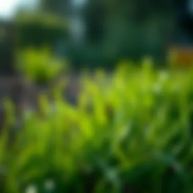 Notable Optimal Temperature for Planting Grass Seed: A Comprehensive Guide Notable Optimal Temperature for Planting Grass Seed: A Comprehensive Guide