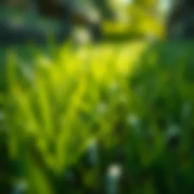 Optimal Temperature for Planting Grass Seed: A Comprehensive Guide Summary Optimal Temperature for Planting Grass Seed: A Comprehensive Guide Summary
