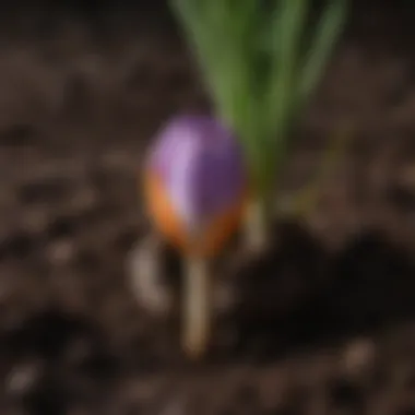 Crocus Bulb Planting Technique Close-up of a crocus bulb being planted in rich, dark soil, emphasizing the planting technique and soil condition.