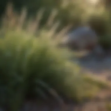 Different types of cool season grasses in a landscape setting