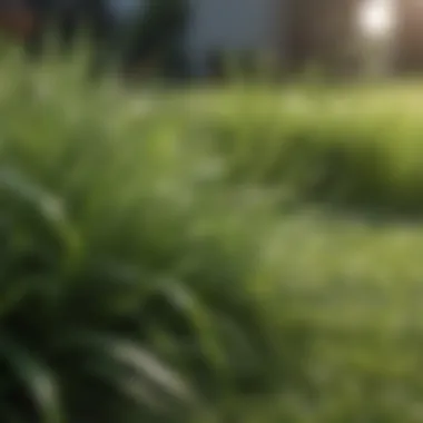 Close-up of grass blades showing health