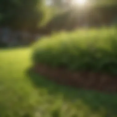 Vibrant Lawn Growth A vibrant lawn showcasing healthy grass growth