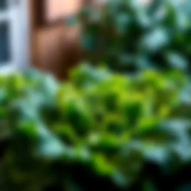 Lush green kale growing in ideal conditions