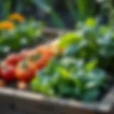 Vibrant garden bed filled with thriving vegetables