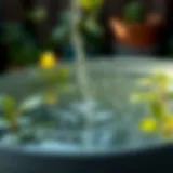 Crystal clear rainwater collected in a barrel that showcases sustainable gardening practices