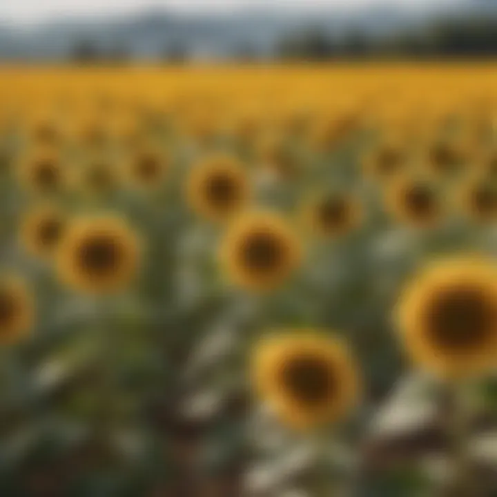 A vibrant field of sunflowers at peak bloom