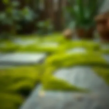 Moss Accumulation on Patio Close-up view of moss-covered patio stones