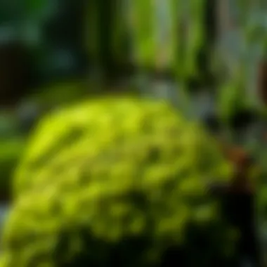 Eco-Friendly Moss Removal Techniques Natural moss removal techniques using eco-friendly products