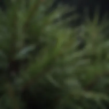 A close-up view of pine needles with droplets of a natural cleaner.