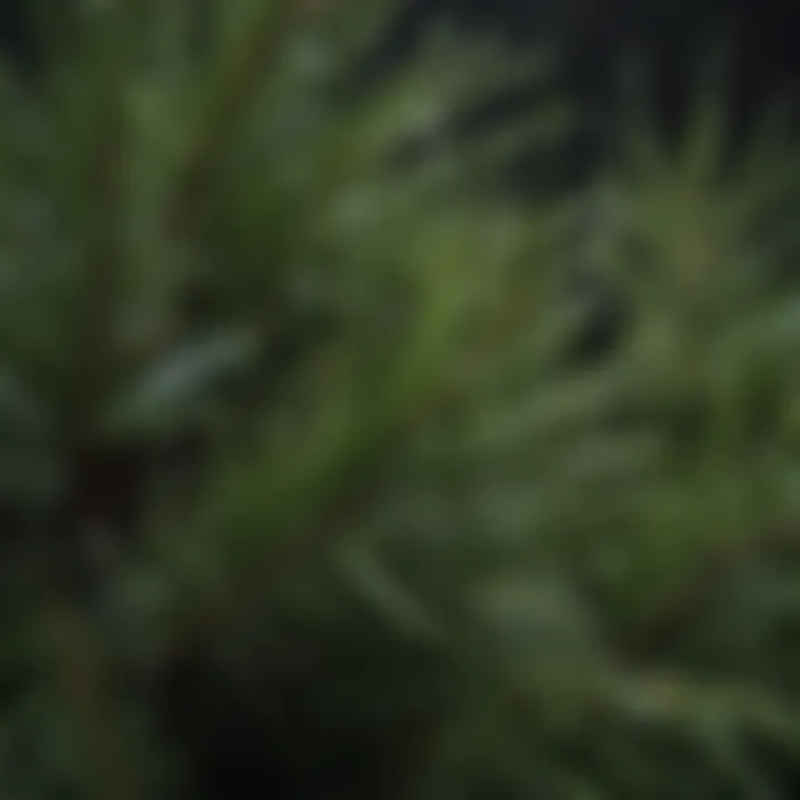 A close-up view of pine needles with droplets of a natural cleaner.