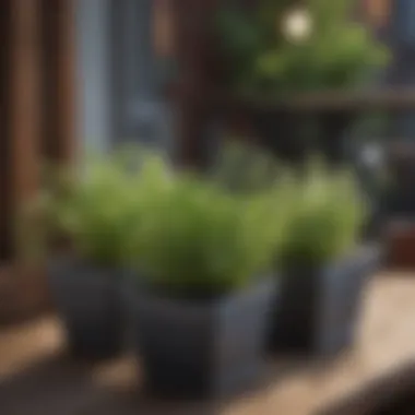 Herbs growing in small containers on a balcony