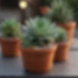 Vibrant succulents arranged in a small pot outdoors