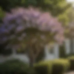 A well-pruned lilac bush showcasing healthy growth