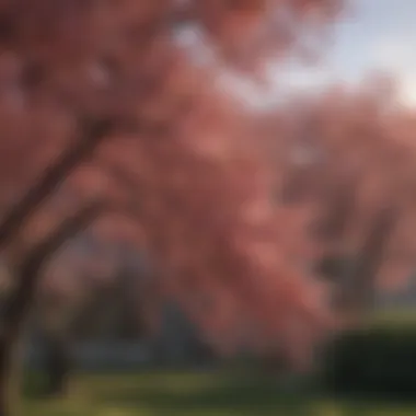 Seasonal changes in weeping cherry tree foliage