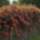 A lush fence adorned with blooming climbing roses in a vibrant garden